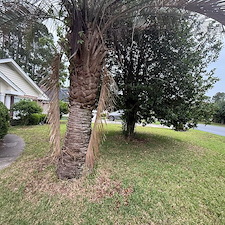 Tree-trimming-Pressure-Washing-Leaf-Blowing-in-Myrtle-Beach-SC 8